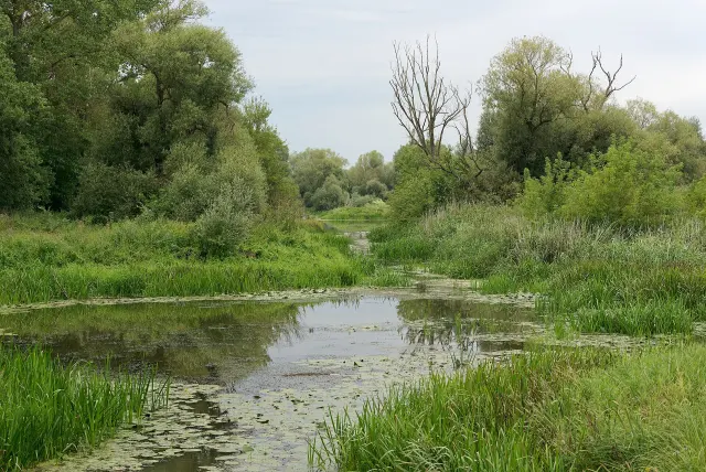 Krajobraz w regionie trasy „Kostrzyn nad Odrą – Słońsk (Park Narodowy Ujście Warty)” — Czerwony Kanał, Trasa Mokradła pod Kostrzynem nad Odrą, Park Narodowy Ujście Warty, 20230812 1543 7670